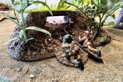 Vietnam:  Firebase Alpha Charlie